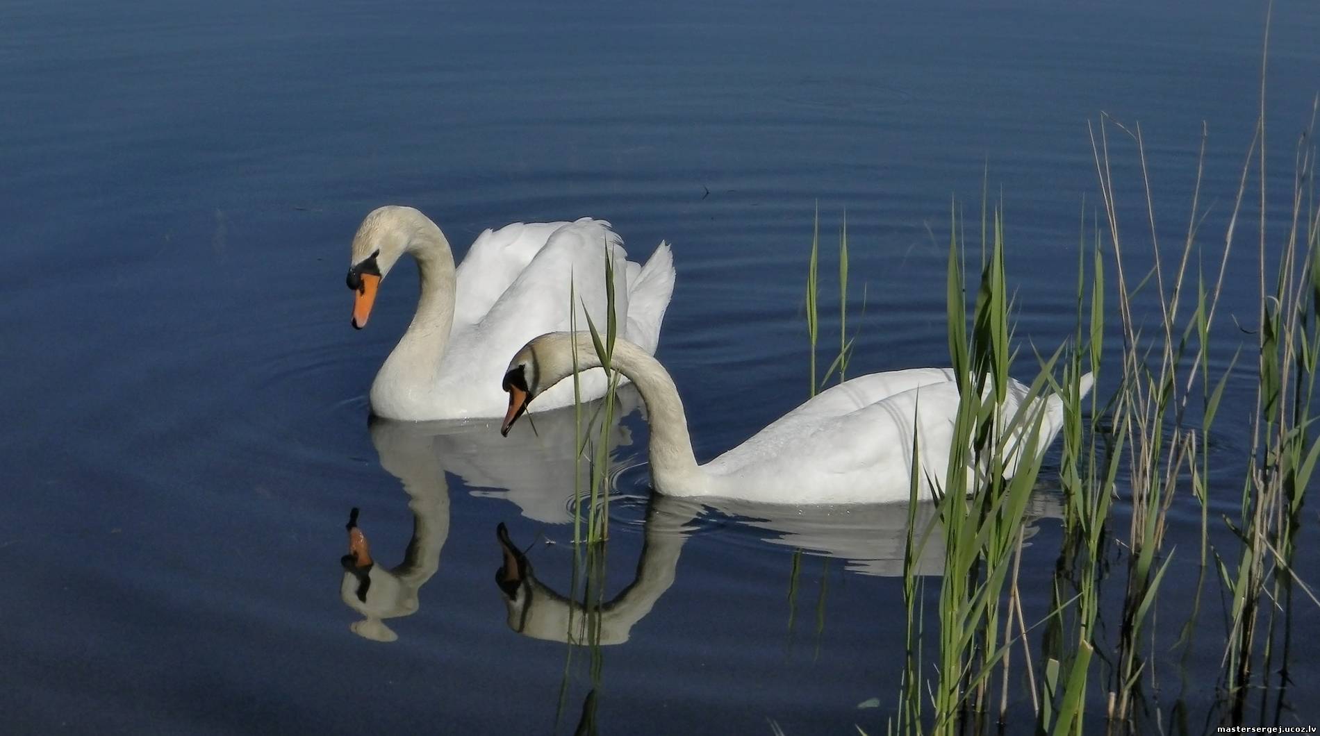 Озеро Чаны лебеди